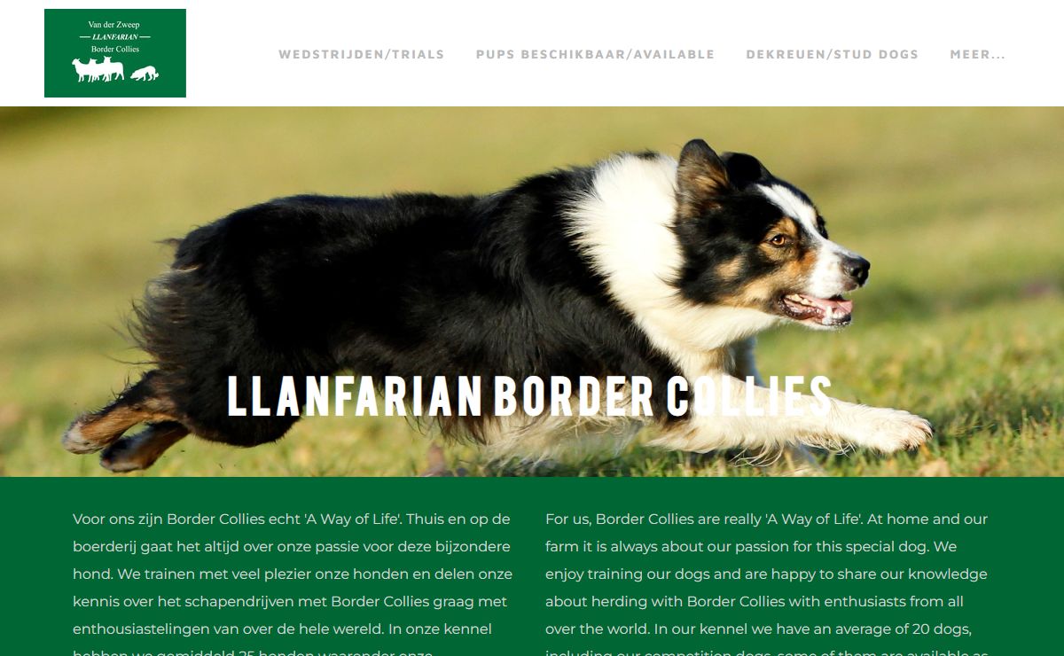 LLanfarian Border Collies - Workshop Schapendrijven met Border Collies