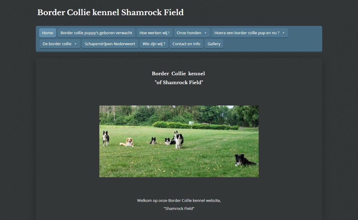 Border Collie kennel Shamrock Field