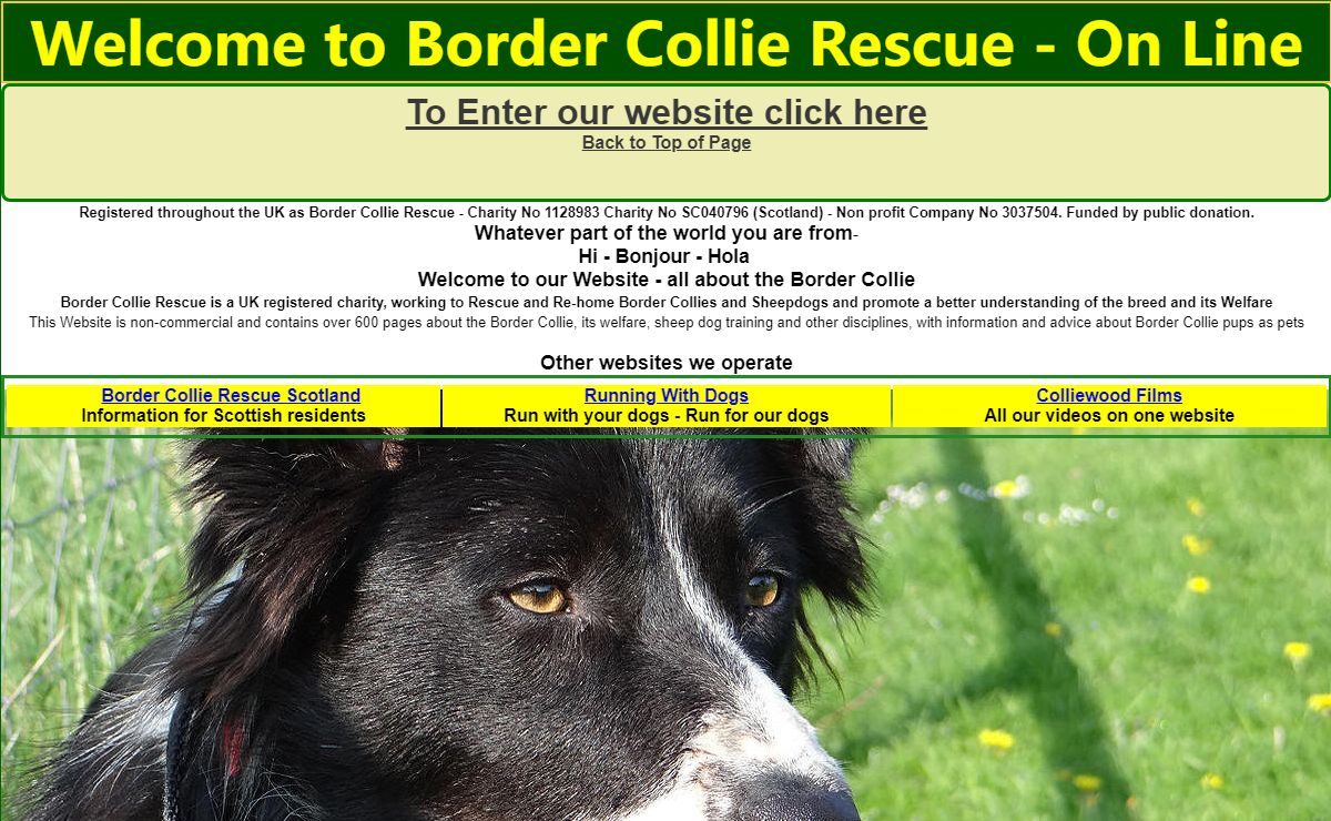 Border Collie Rescue on Line
