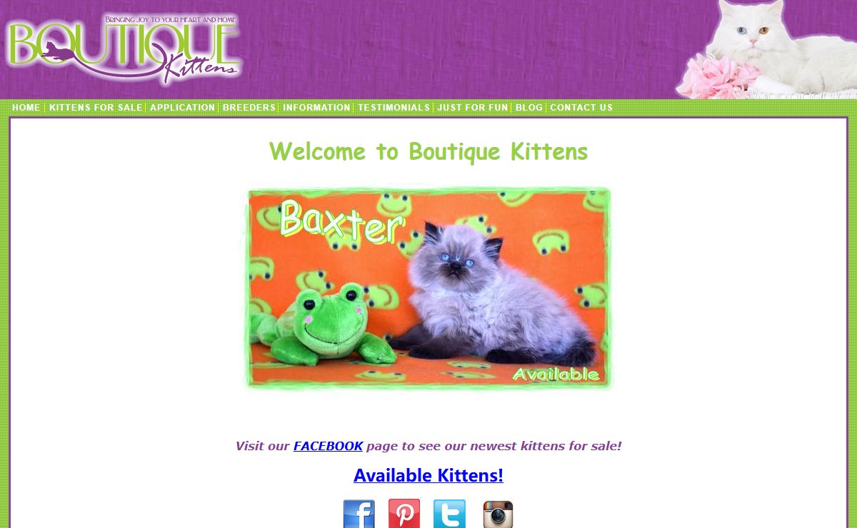 Boutique Kittens - Persian kittens for sale