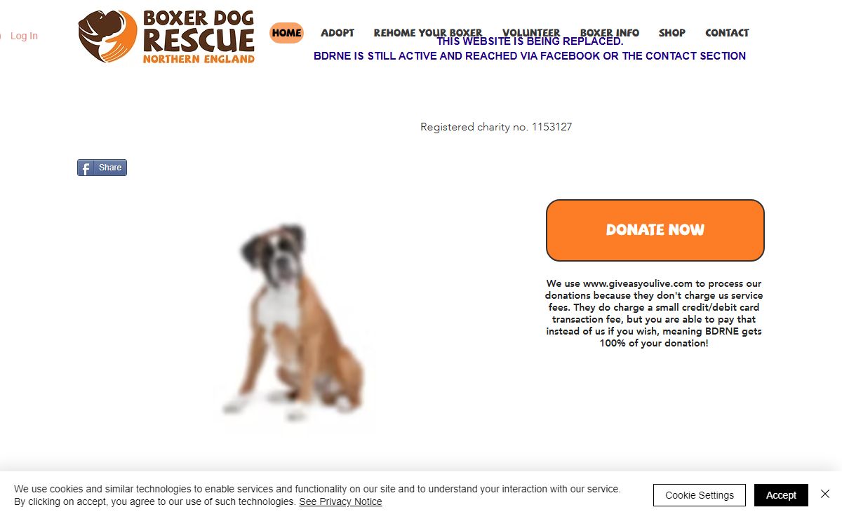 Rehome your Boxer | Adopt a Boxer | Boxer Dog Rescue Northern England