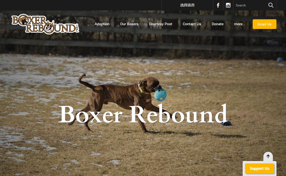 Boxer Rebound - Home