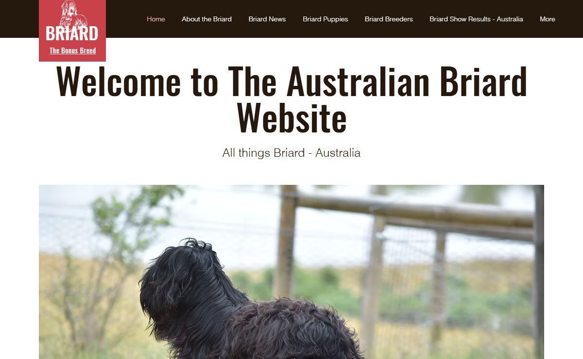 Australian Briards | briard