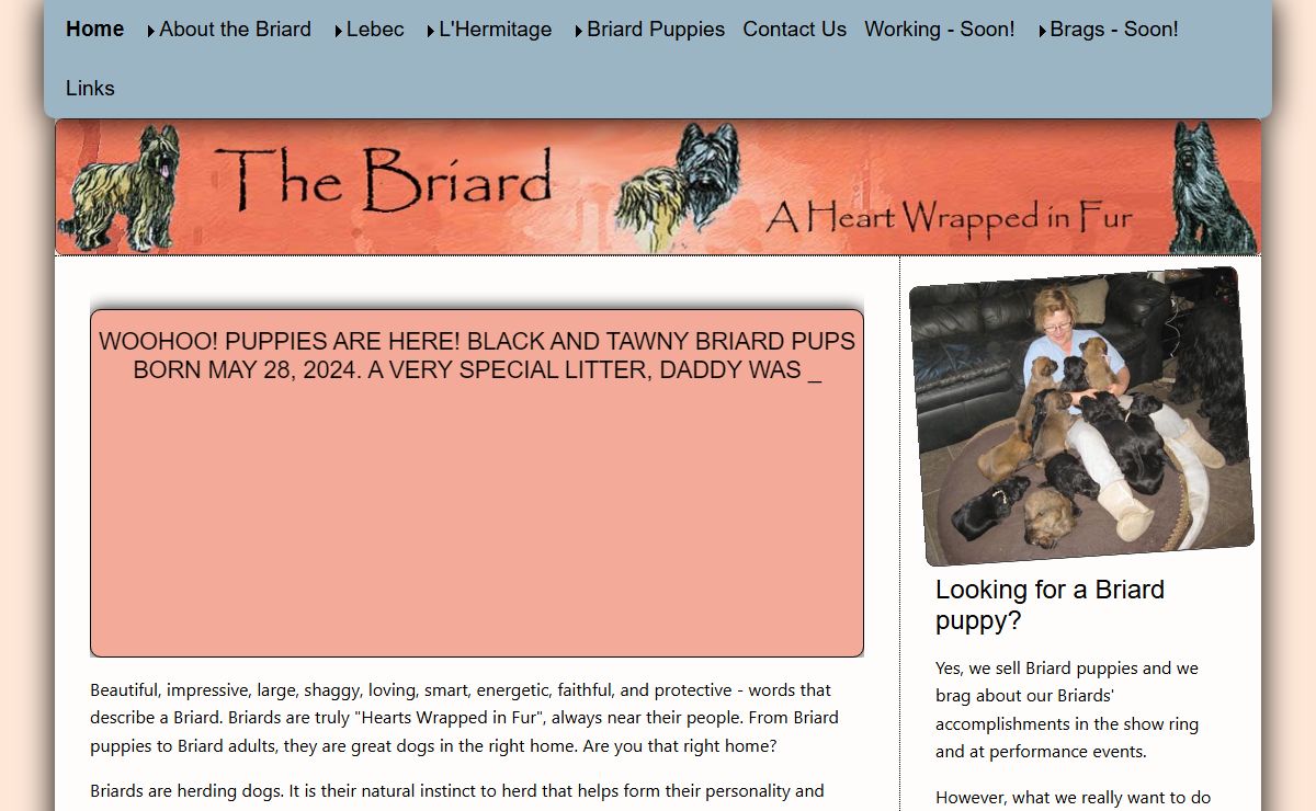 The Briard, A Heart Wrapped in Fur