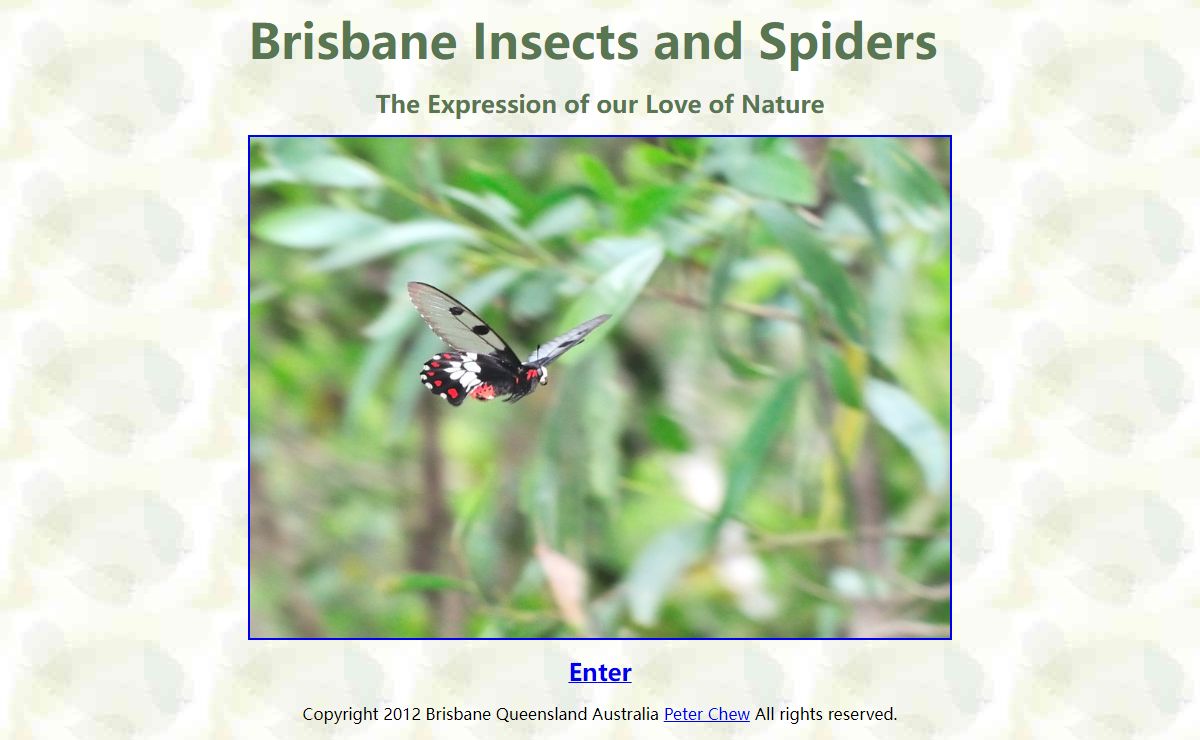 www.BrisbaneInsects.com