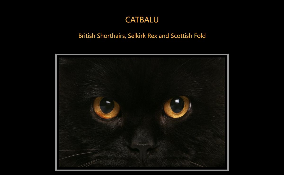 Catbalu British Shorthairs, Selkirk Rex and Scottish Fold