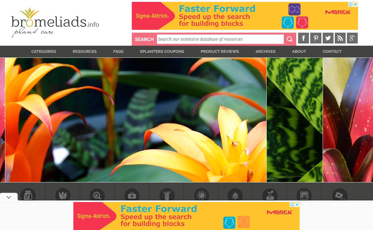 Home - Bromeliad Plant Care