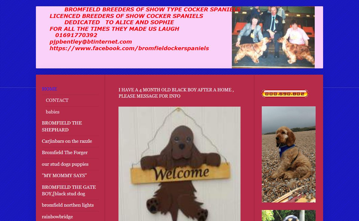 bromfield cocker spaniels - HOME
