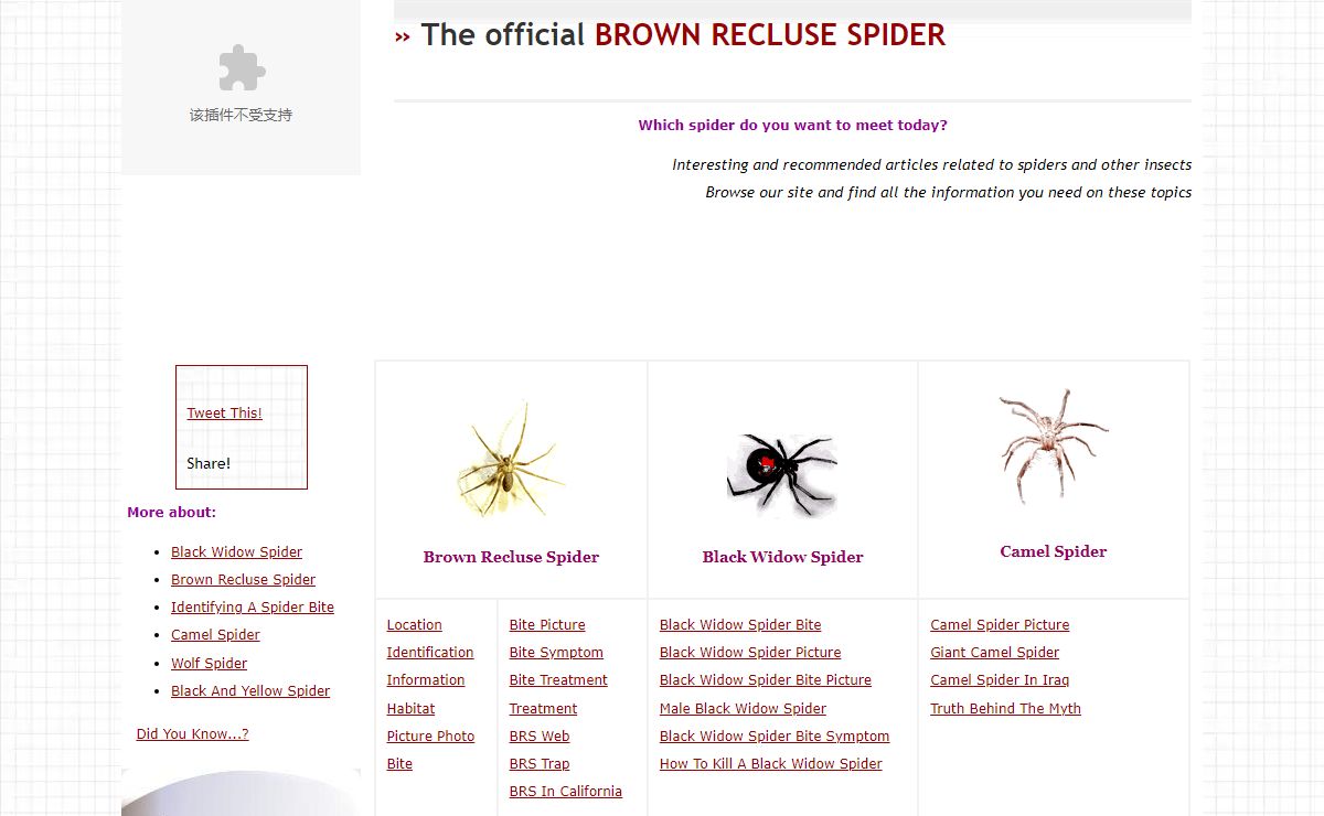The Official Brown Recluse Spider