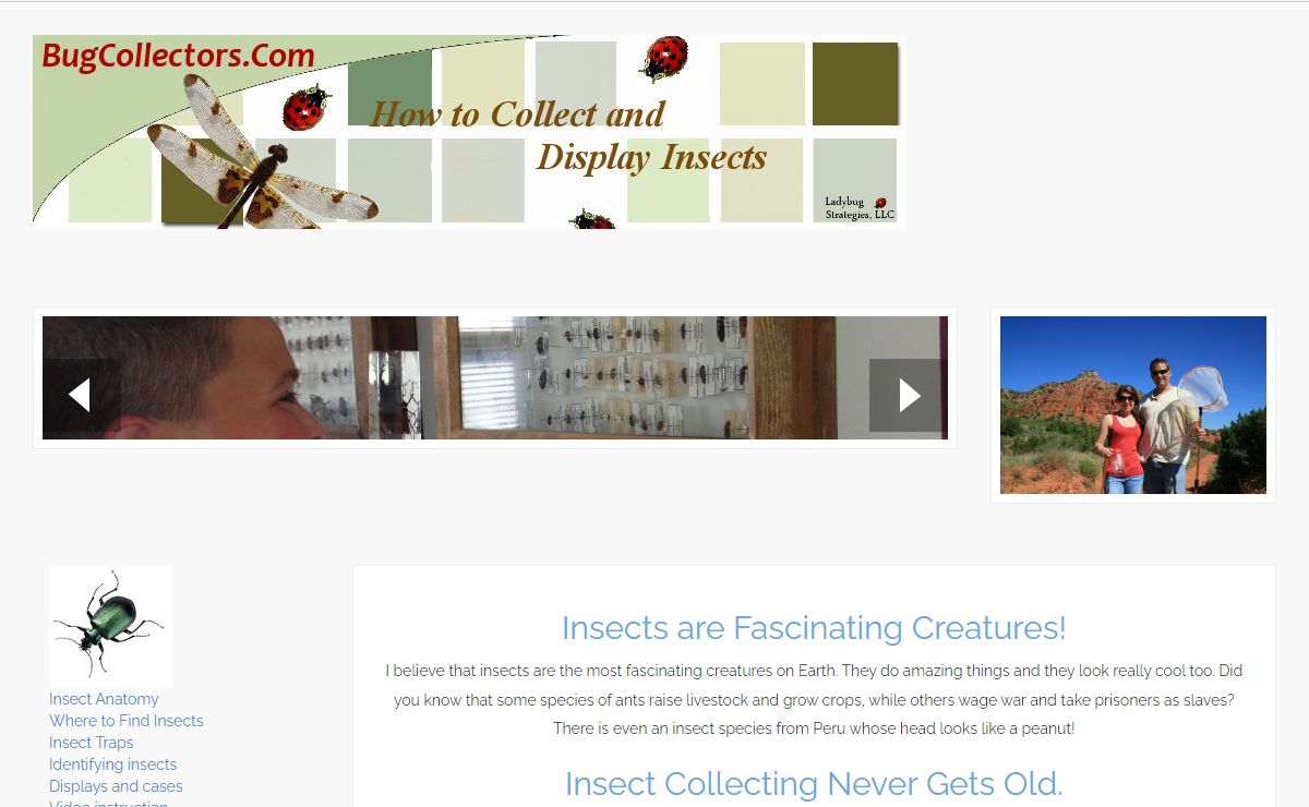 BugCollectors