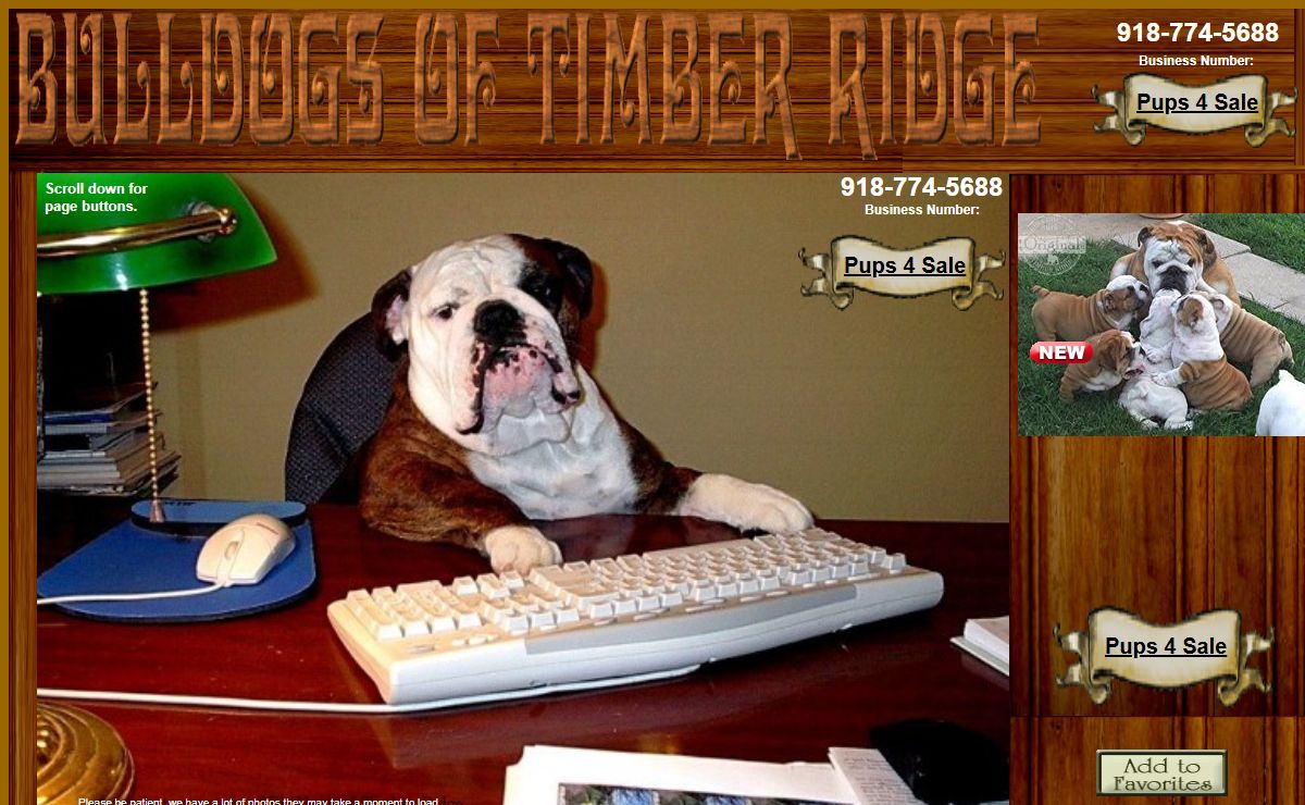 English Bulldog puppies for sale English Bulldog Stud Services English Bulldog Breeders