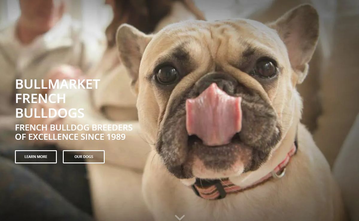 French Bulldog Breeders Since 1989 - Bullmarket