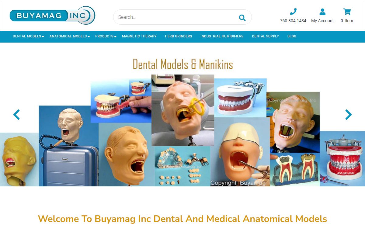Dental Models Simulator Manikin Anatomical- Buyamag – Buyamag INC
