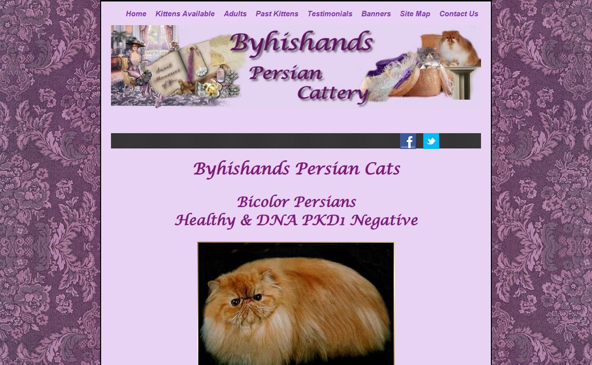 Byhishands Persian Cattery Bi-color Persian Cats & kittens available