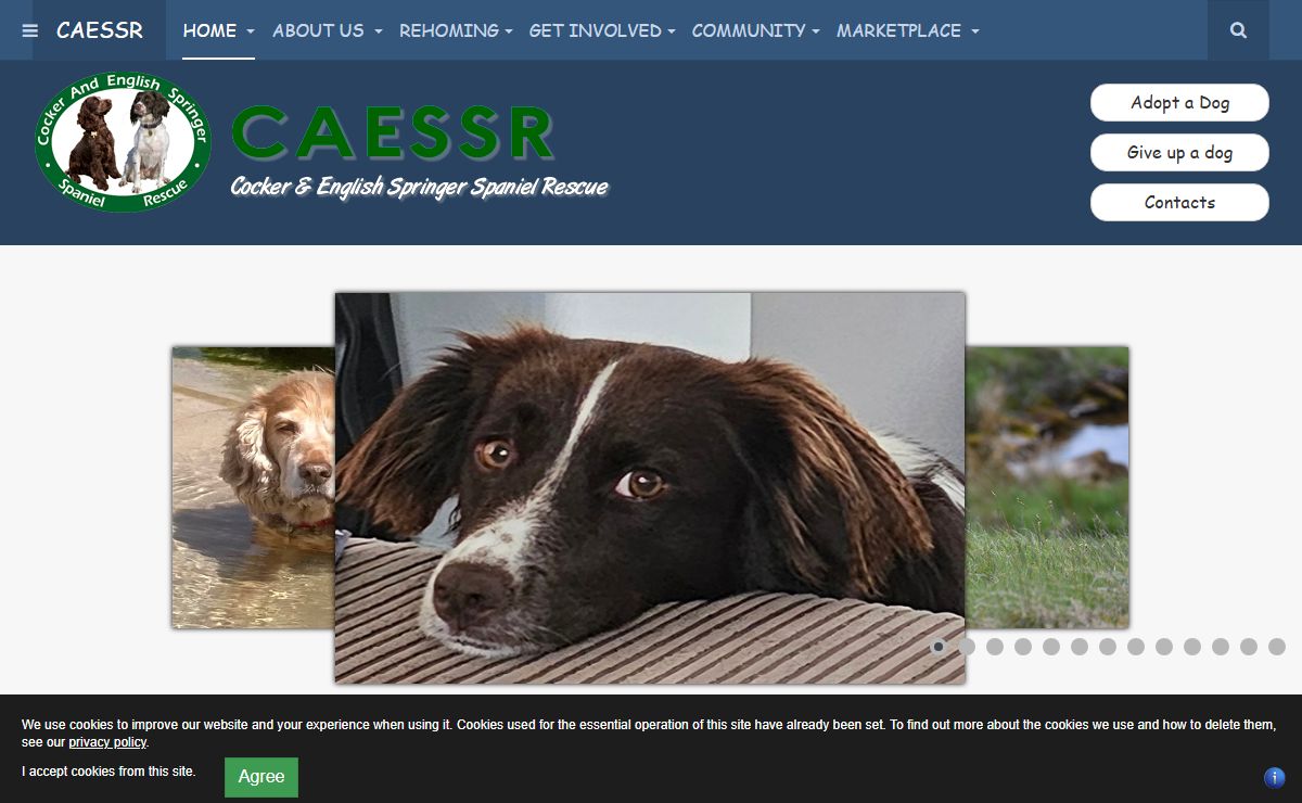 Home - Cocker And English Springer Spaniel Rescue