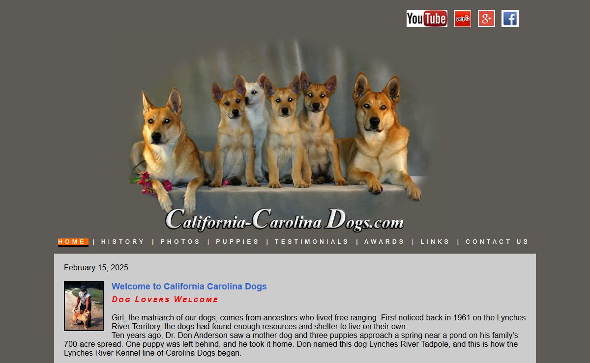 Carolina Dogs, Breeders in California | California Carolina Dogs