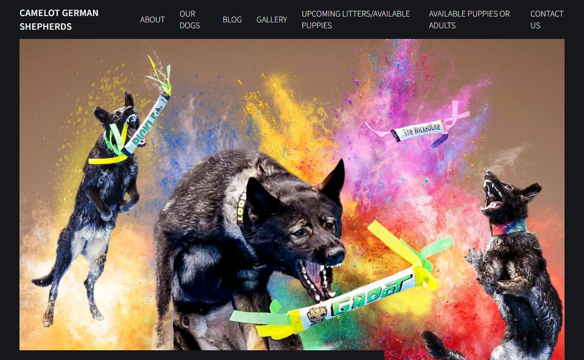 German Shepherd Breeders in Chattanooga Tennessee | Camelot German Shepherds