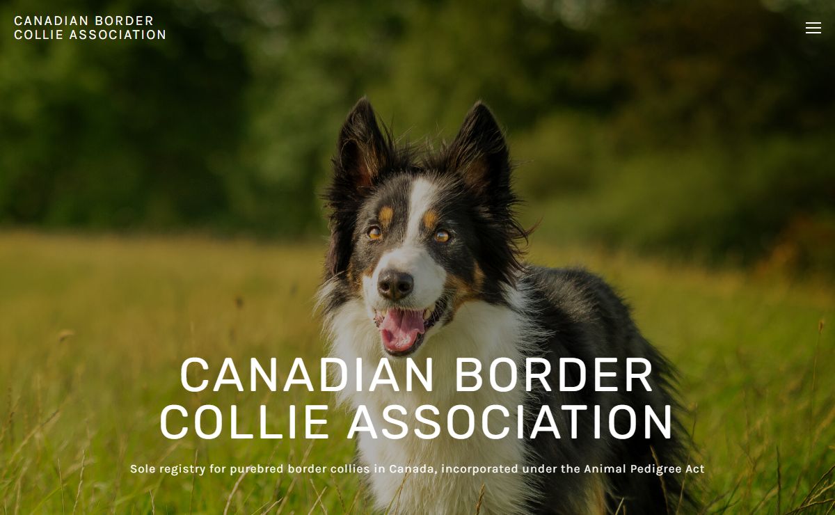 Canadian Border Collie Association