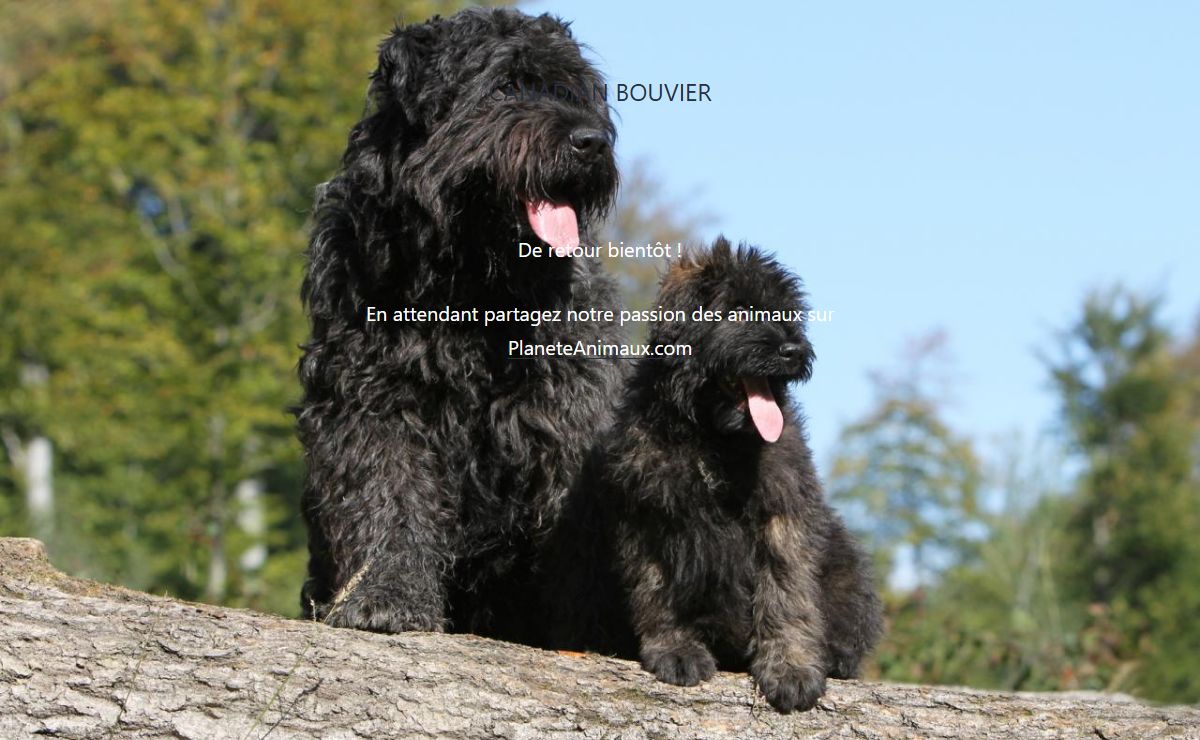 Canadian Bouvier