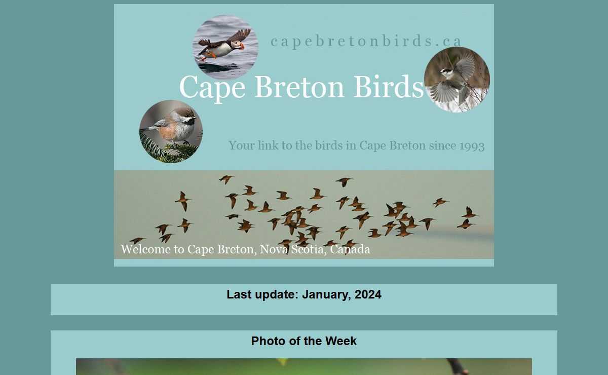 Cape Breton Birds Your Link to Wild Birds in Cape Breton, Nova Scotia, Canada
