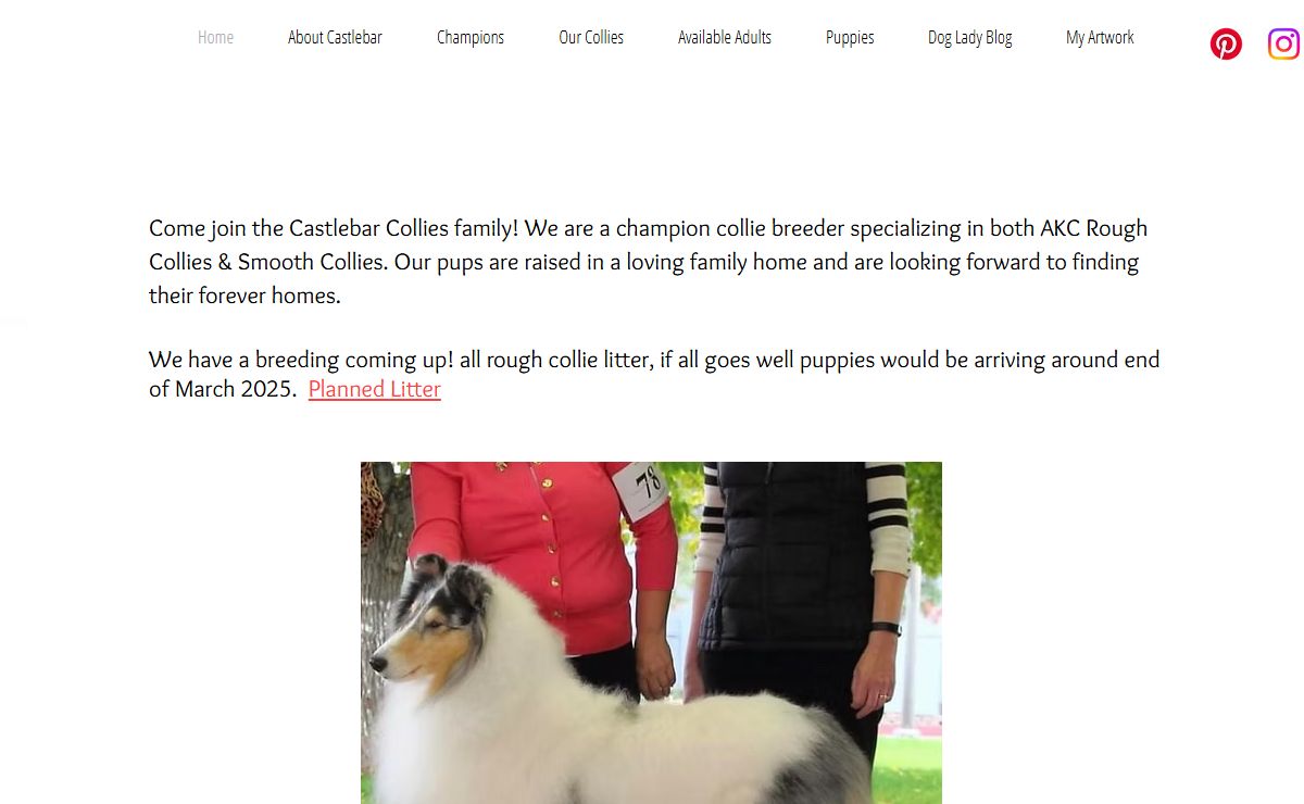 Castlebar Collies | Rough and Smooth Collies | California