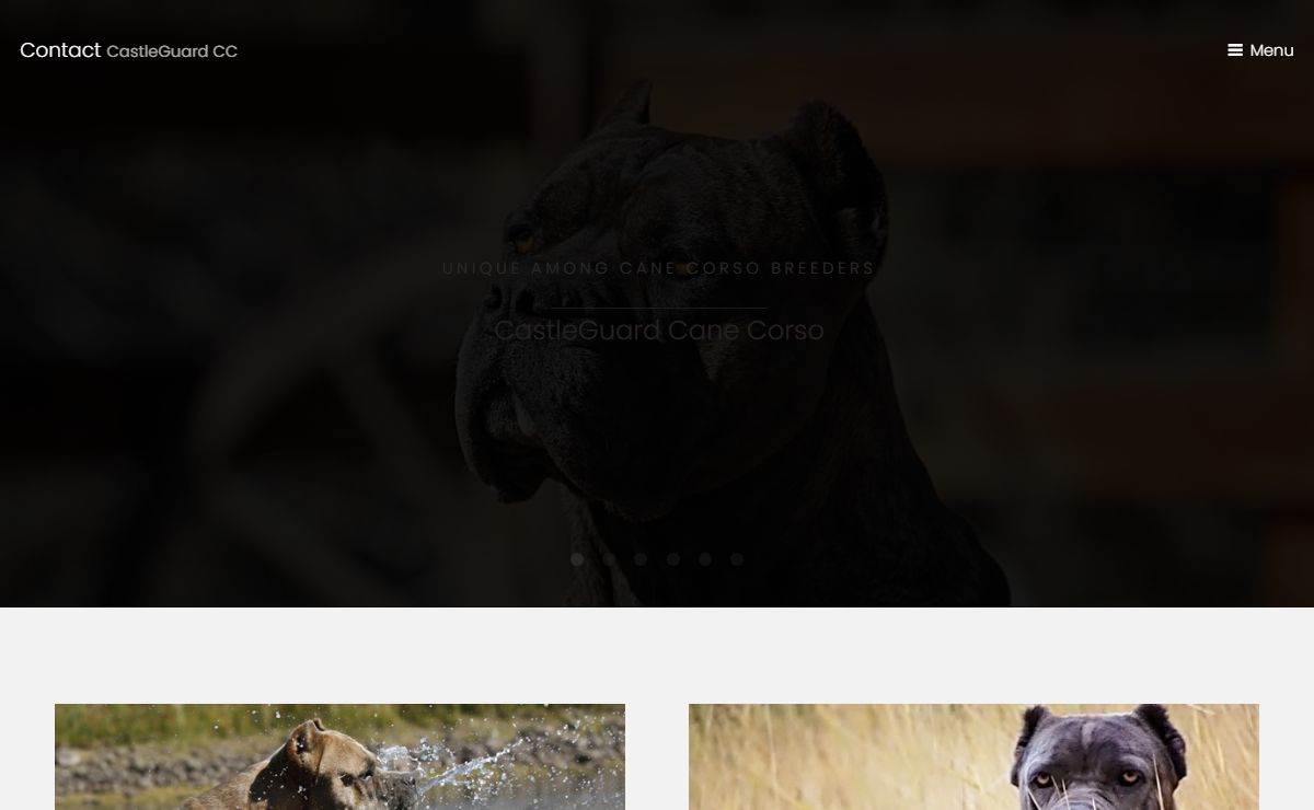 CastleGuard Cane Corso Italiano, breeder with puppies in CO, show, working, and companion dogs