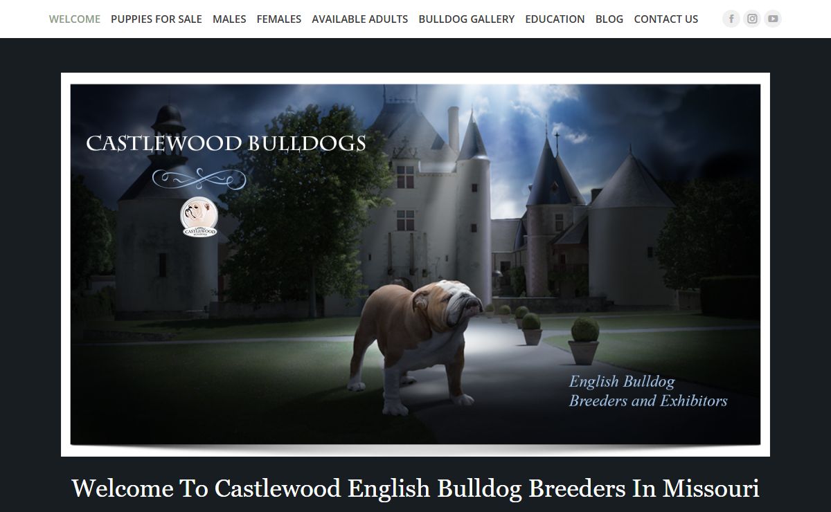 English Bulldog Breeder - Castlewood Bulldogs