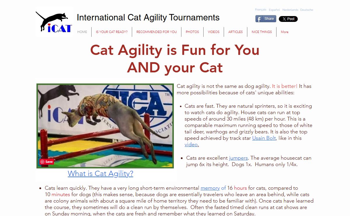 International Cat Agility Tournaments | ICAT Cat Agility