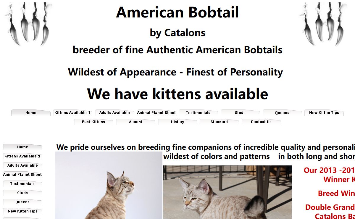 American Bobtail