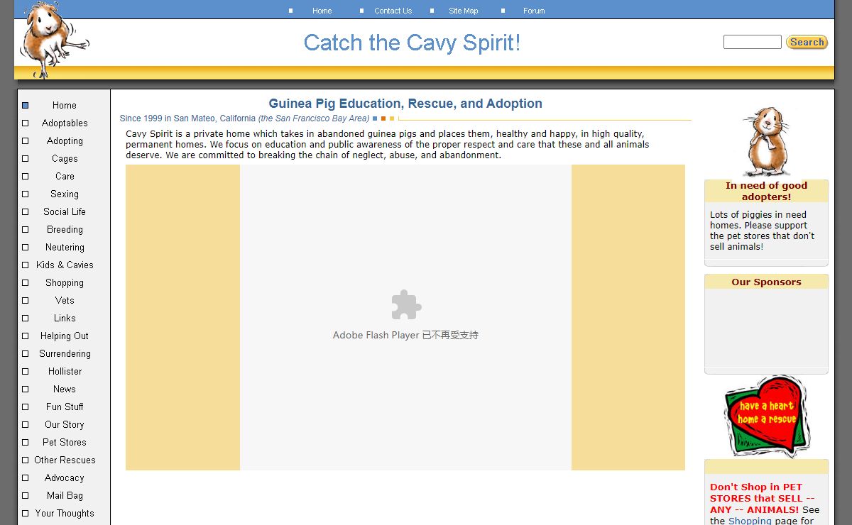 Guinea Pig Education, Care, Rescue and Adoption at Cavy Spirit