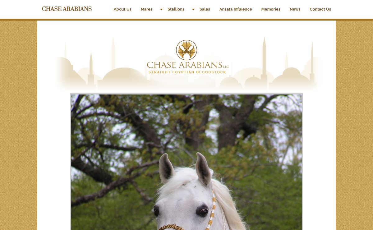 Chase Arabians