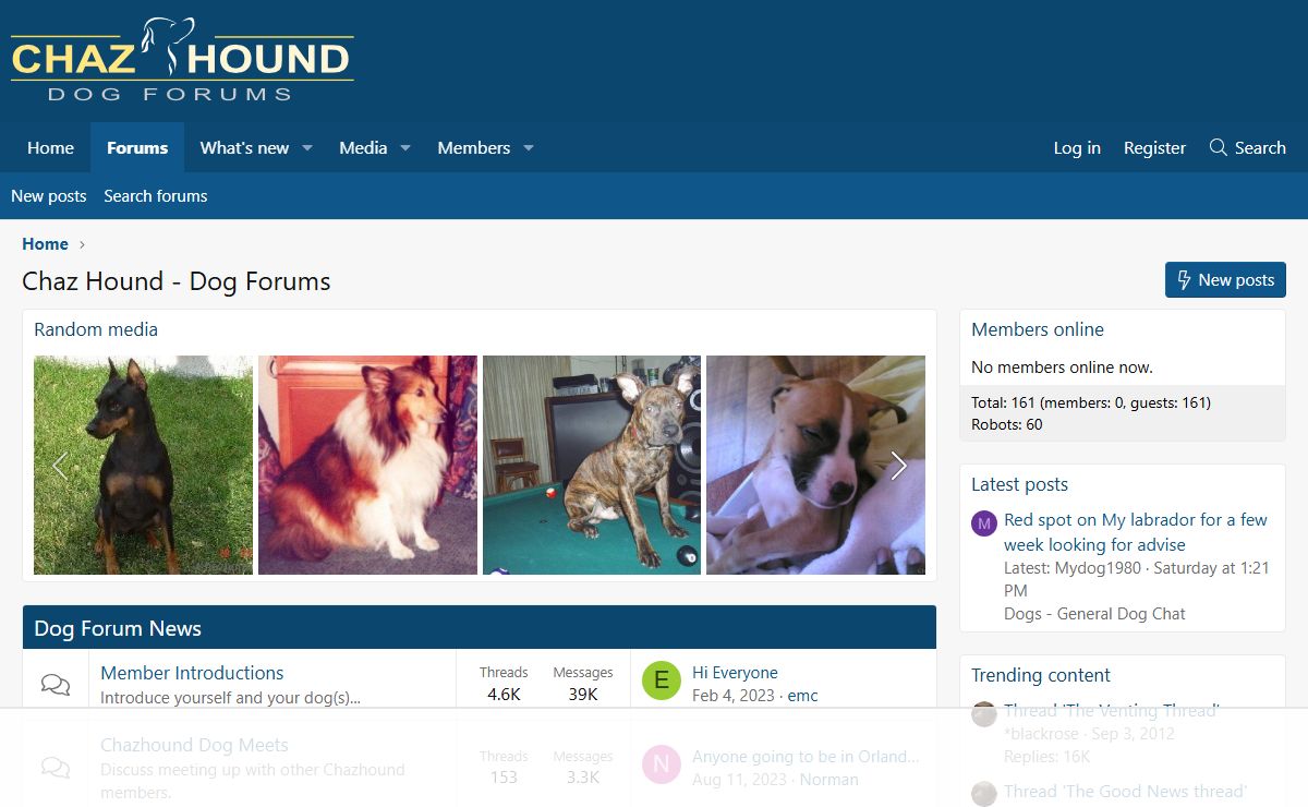 Chaz Hound - Dog Forums