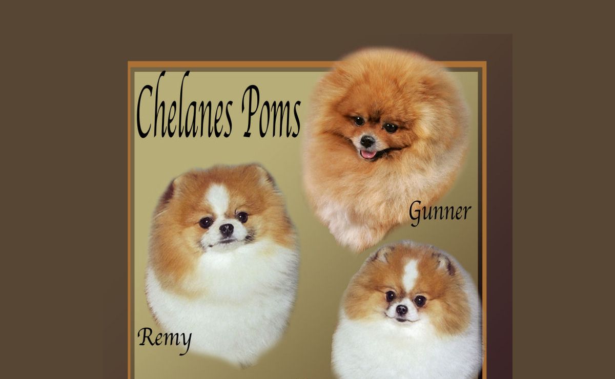 Pomeranians from Chelanes