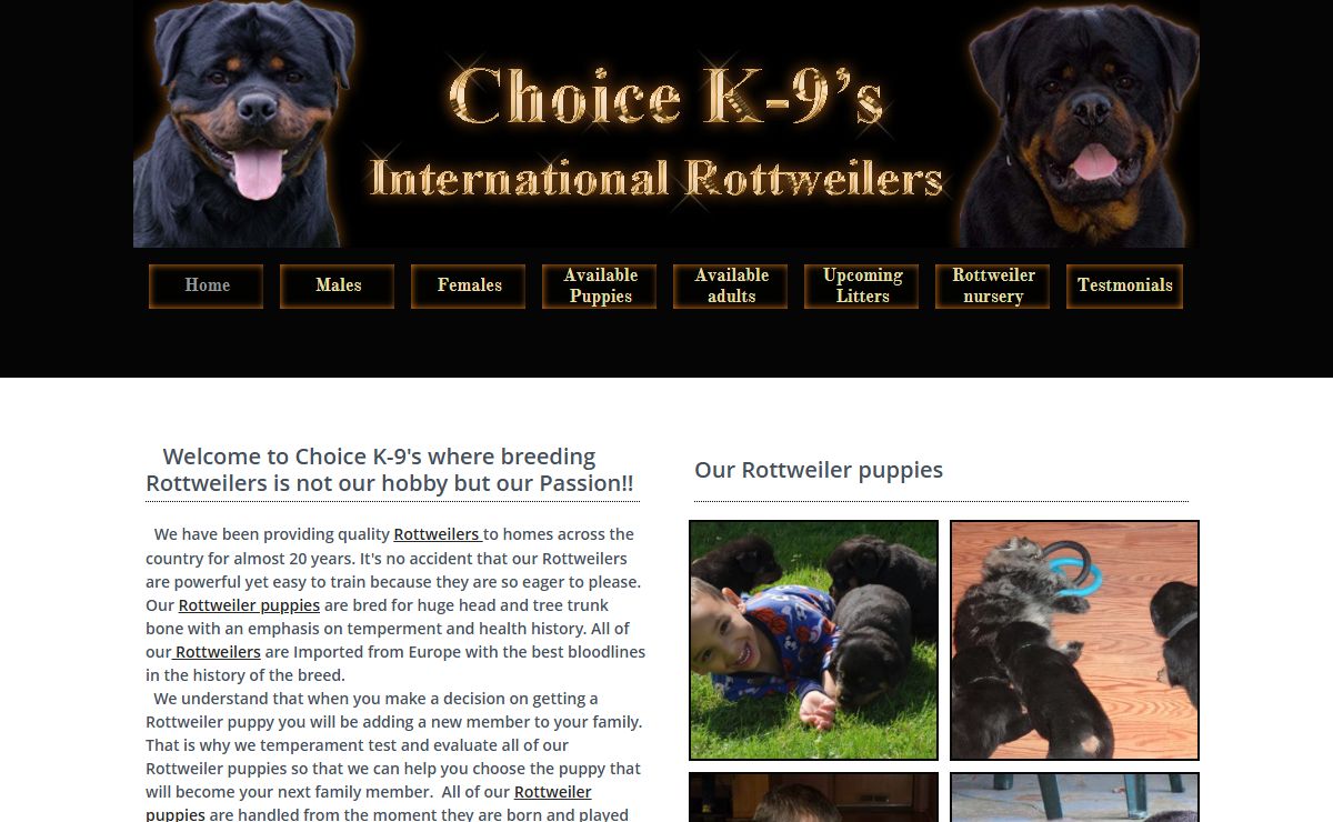 Rottweiler breeder offering German Rottweiler puppies for sale with huge heads, outstanding temperament and excellent health history.