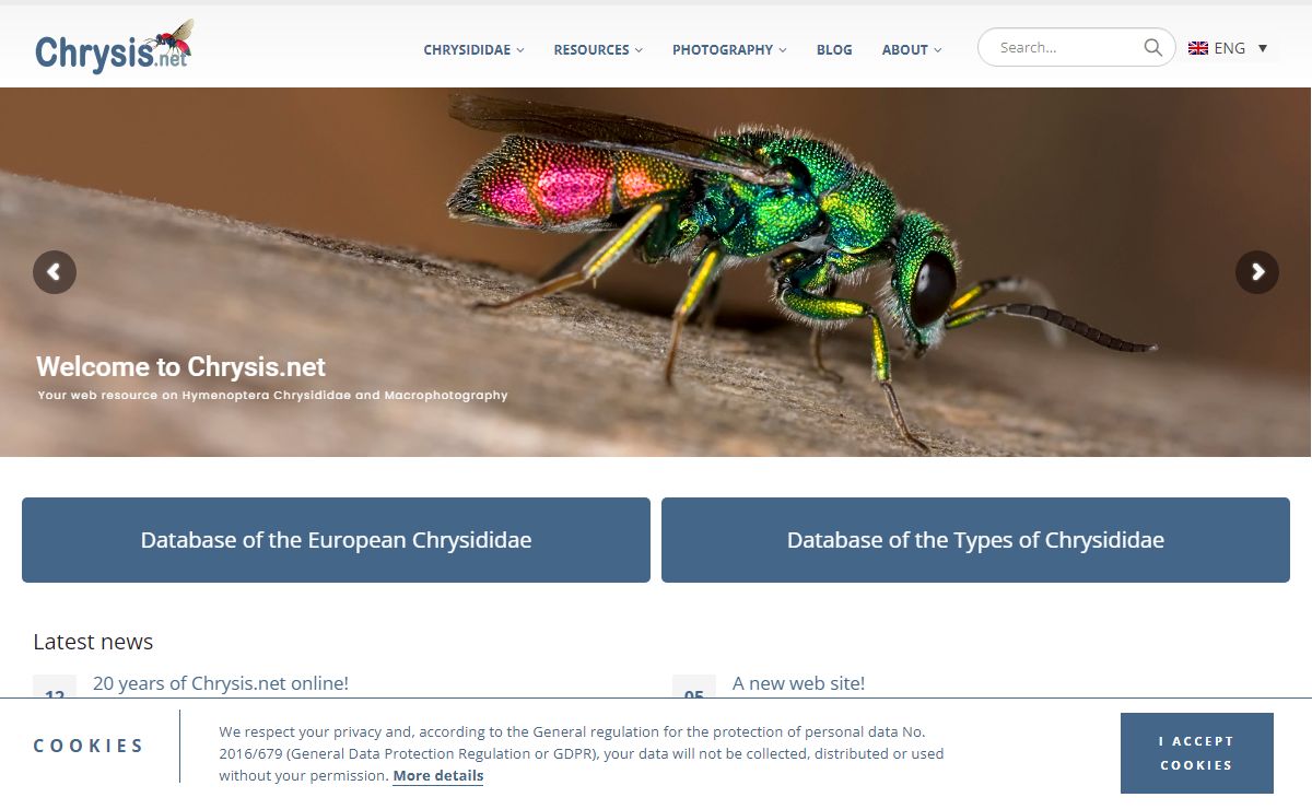 Chrysis.net | your web resource on Hymenoptera Chrysididae & Macrophotography