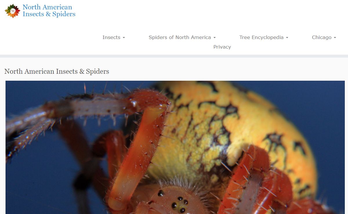 North American Insects & Spiders - North American Insects & Spiders