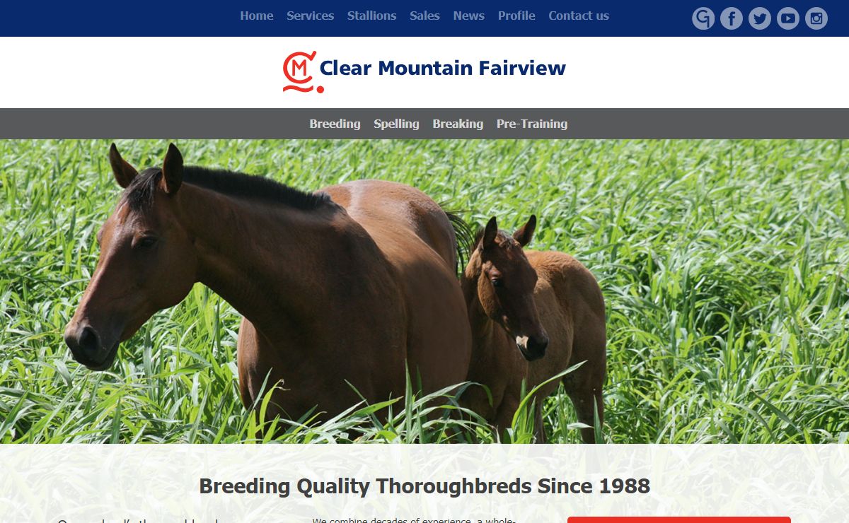Thoroughbred Racehorses for Sale - Clear Mountain Fairview Queensland