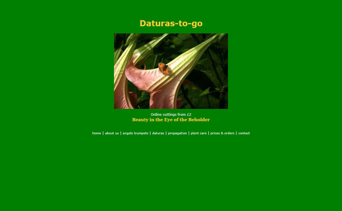 Daturas, Angels Trumpets from Cornwall, buy daturas online