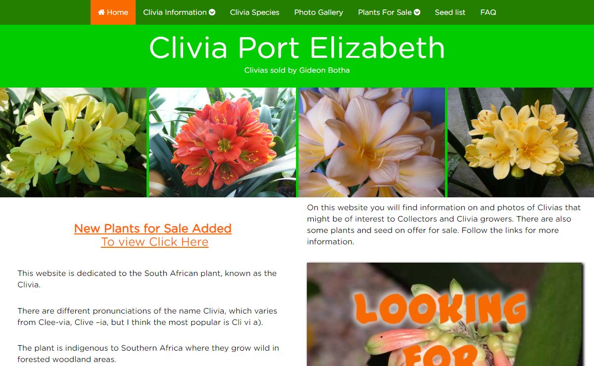 Clivia Port Elizabeth | Clivias For Sale