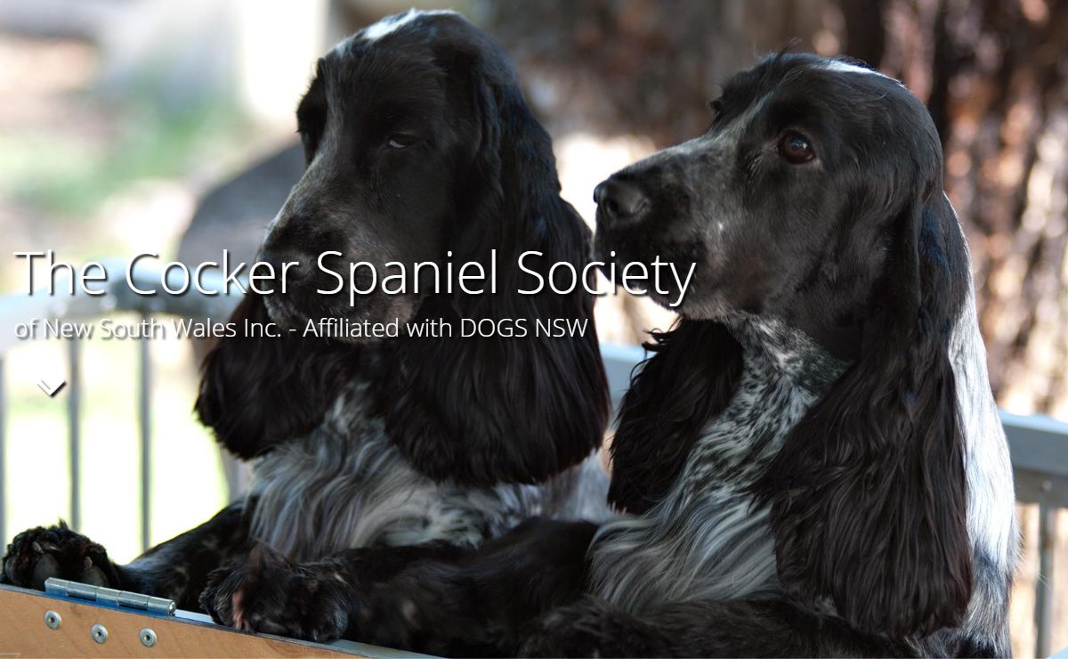 The Cocker Spaniel Society of NSW Inc.