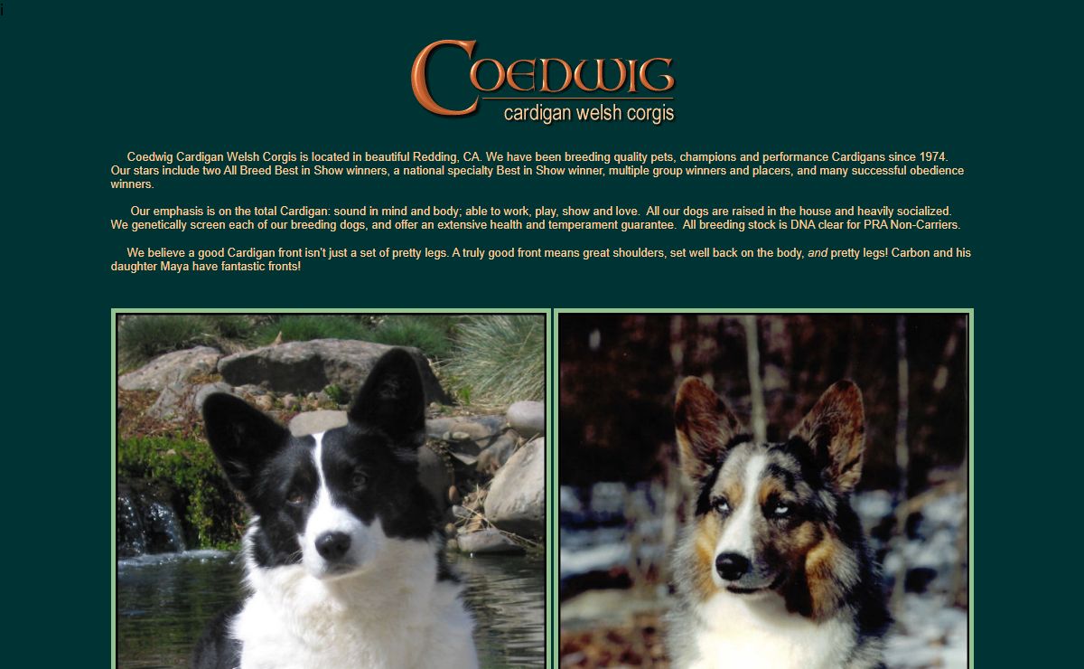 Coedwig Cardigan Welsh Corgis