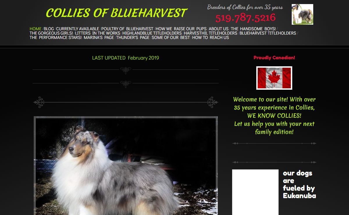 COLLIES OF BLUEHARVEST