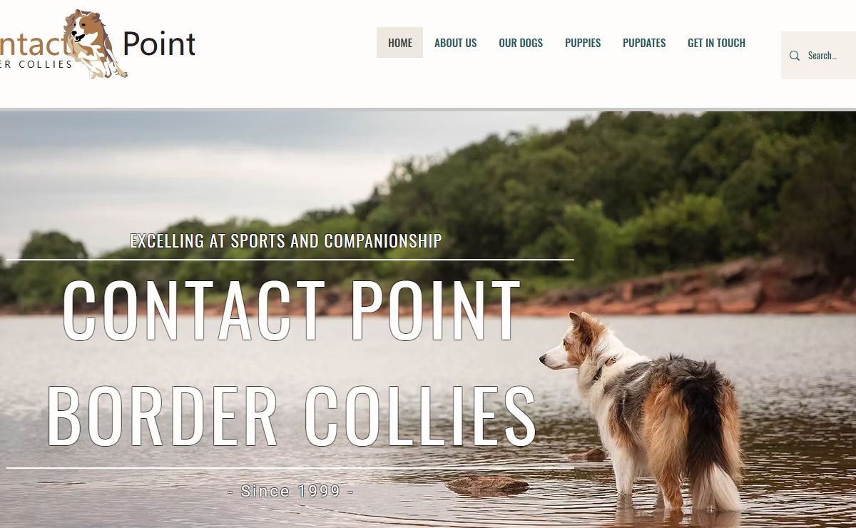 Contact Point Border Collies