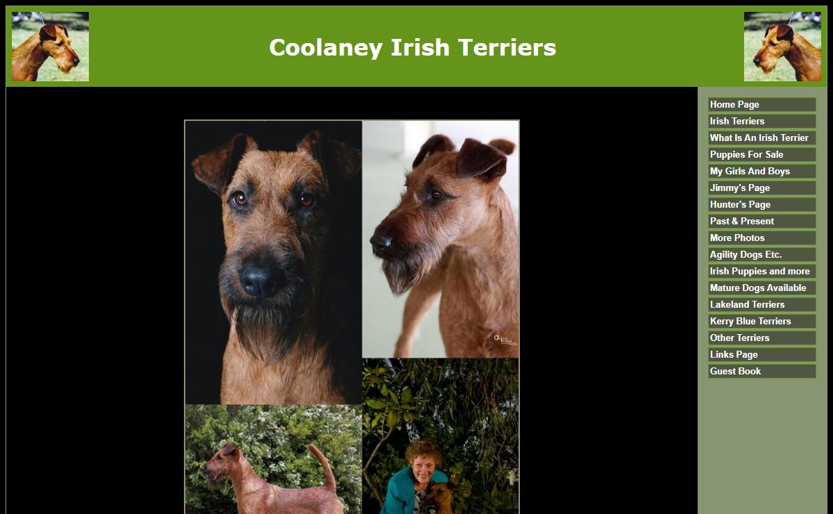 Coolaney Irish Terriers