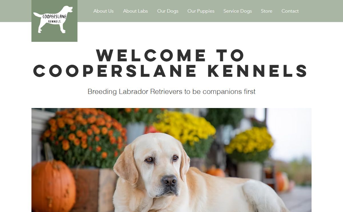 Home | Cooperslane Kennels | Ontario | Labrador Retriever | Breeder | Puppies
