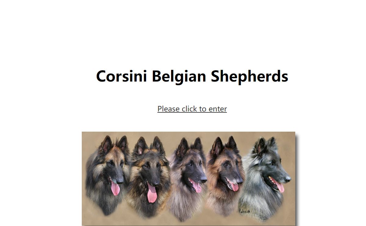 Corsini Belgian Shepherd