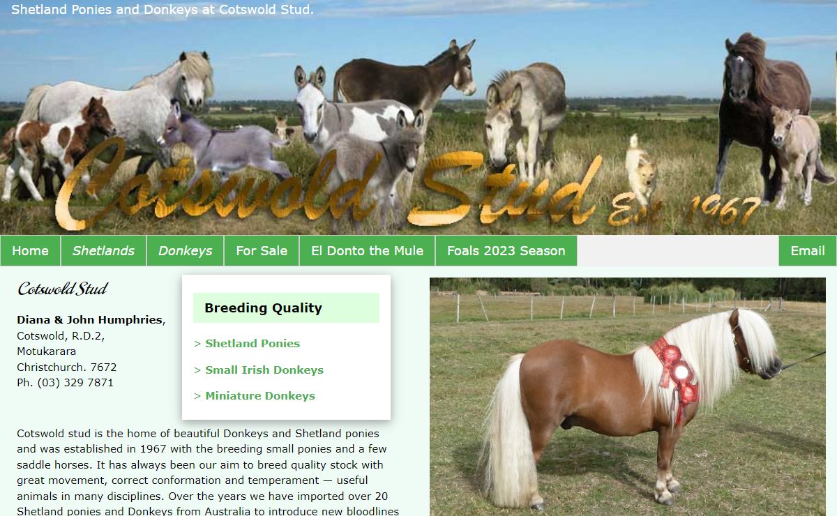 Cotswold Donkey & Shetland Pony Stud - breeding Small Irish Donkeys Small English Donkeys Miniature Donkeys & Shetland Ponies