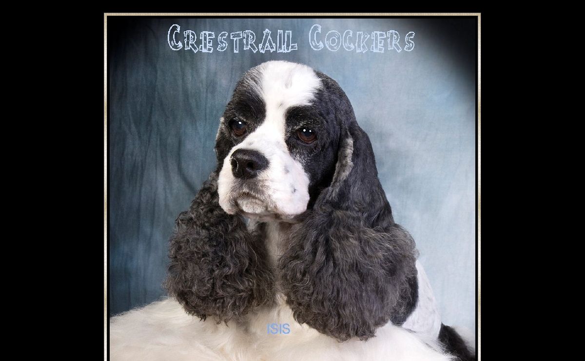Crestrail Cockers 2010 Entry Page_"Isis