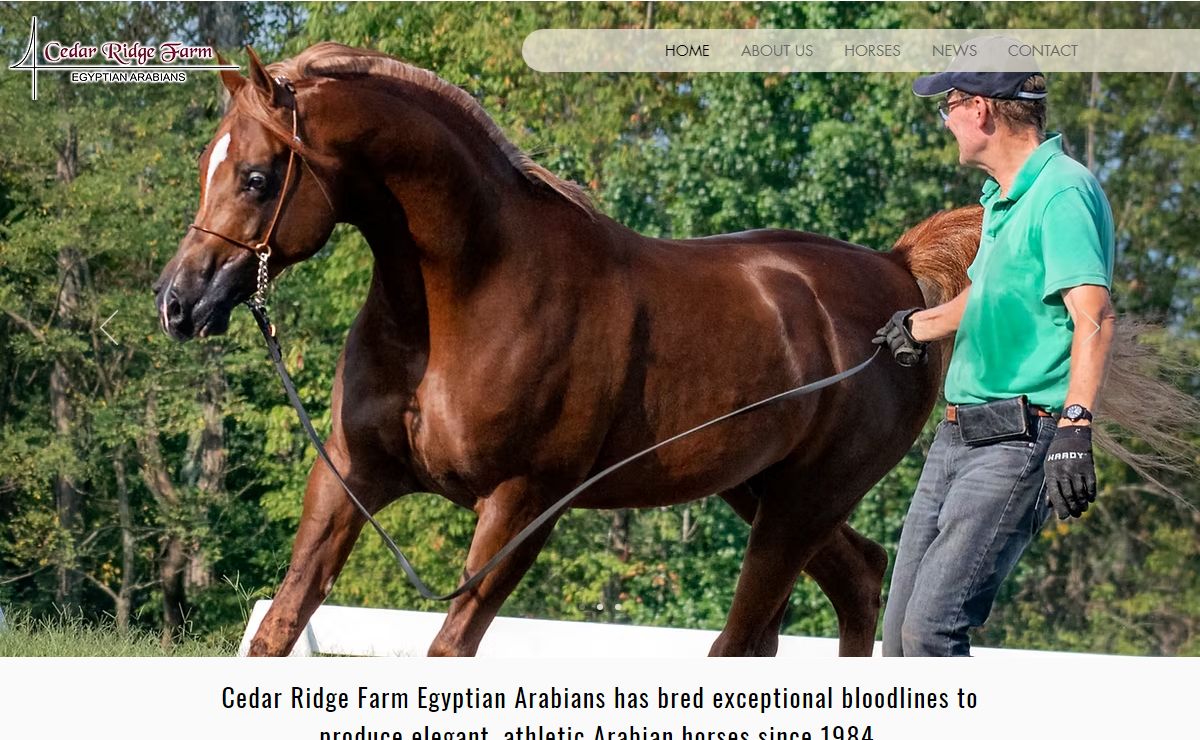 Straight Egyptian Arabians | Cedar Ridge Farm | Haw River