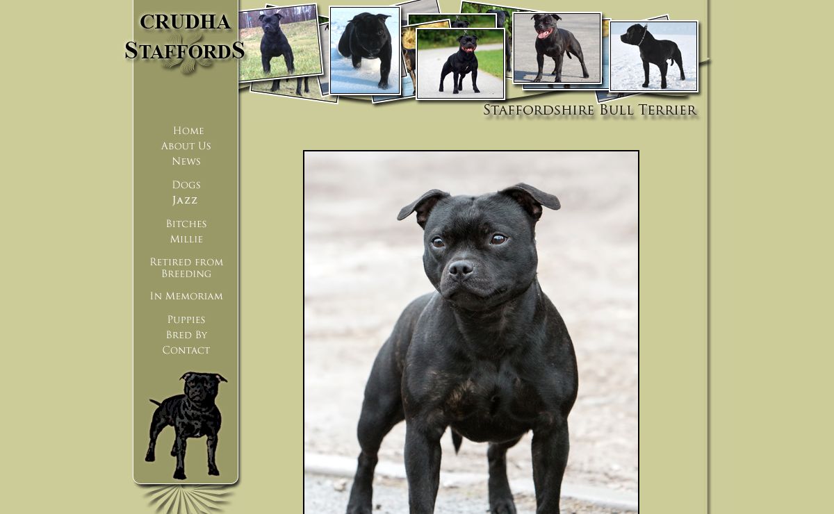 | CRUDHA STAFFORDSHIRE BULL TERRIERS |